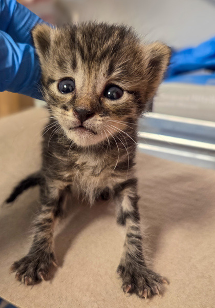 Shelter Stray Female Cat last seen Conejo & Hughes, Caruthers Zone Fresno CO 1B 93609, CA, 1510 W Dan Ronquillo Dr, Fresno, CA 93706, USA