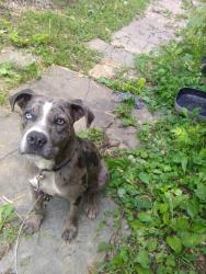 Shelter Stray Male Dog last seen Henson Rd, Knox County GP, TN, 3201 Division St, Knoxville, TN 37919, USA