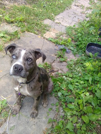 Shelter Stray Male Dog last seen Henson Rd, Knox County GP, TN, 3201 Division St, Knoxville, TN 37919, USA
