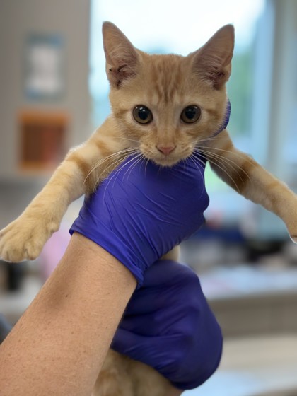 Shelter Stray Male Cat last seen Lakeland, Lakeland, TN, 935 Farm Rd, Memphis, TN 38134, USA