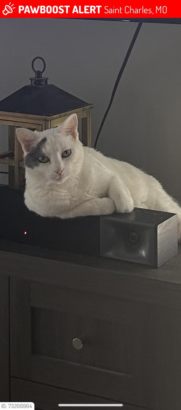 Lost Female Cat last seen Near Main Street, Saint Charles, MO 63301