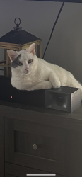 Lost Female Cat last seen Near Main Street, Saint Charles, MO 63301