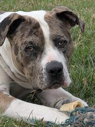 Lost Male Dog last seen elk mountain rd, Asheville, NC 28806