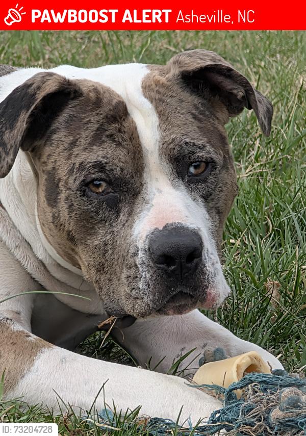 Lost Male Dog last seen elk mountain rd, Asheville, NC 28806