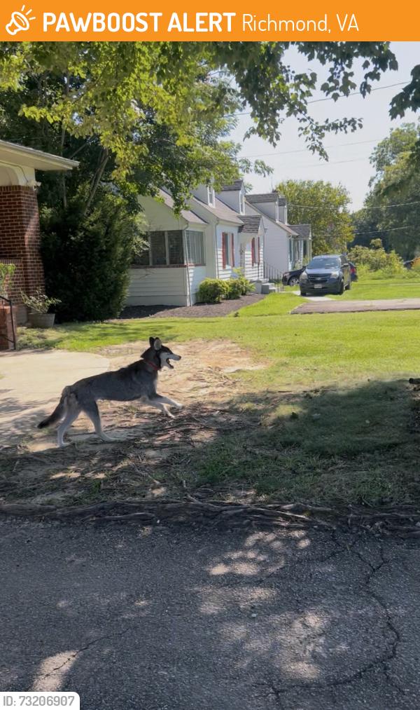 Found/Stray Unknown Dog last seen Walmsley, Epperson. El Paraiso Bar & Restaurante, Richmond, VA 23234
