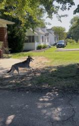 Found/Stray Unknown Dog last seen Walmsley, Epperson. El Paraiso Bar & Restaurante, Richmond, VA 23234