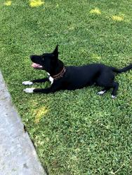 Found/Stray Unknown Dog last seen Rocky lane, Odessa, TX 79762