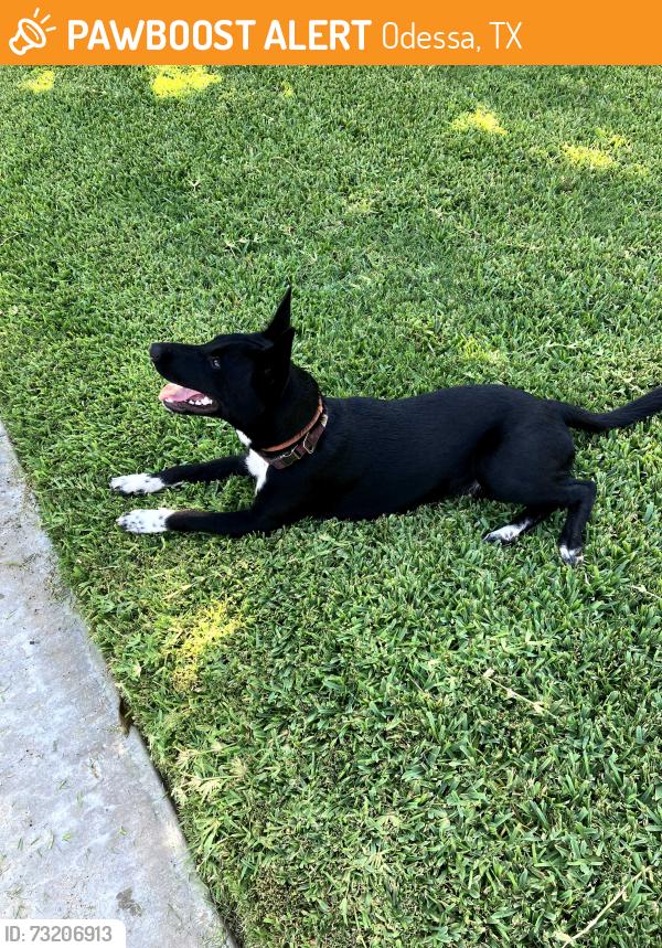 Found/Stray Unknown Dog last seen Rocky lane, Odessa, TX 79762