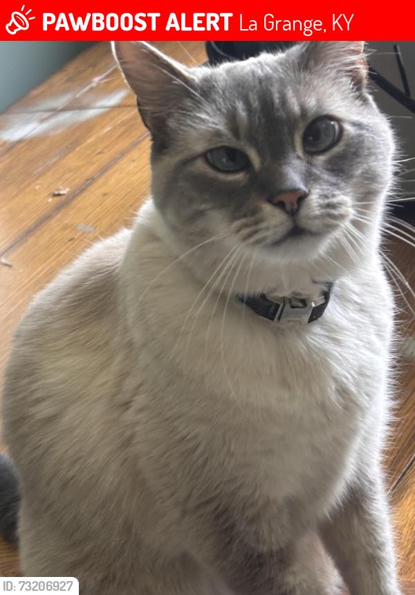 Lost Male Cat last seen Near sugarmaple dr, La Grange, KY 40031