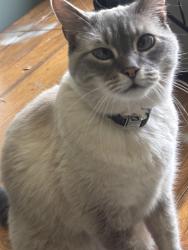 Lost Male Cat last seen Near sugarmaple dr, La Grange, KY 40031