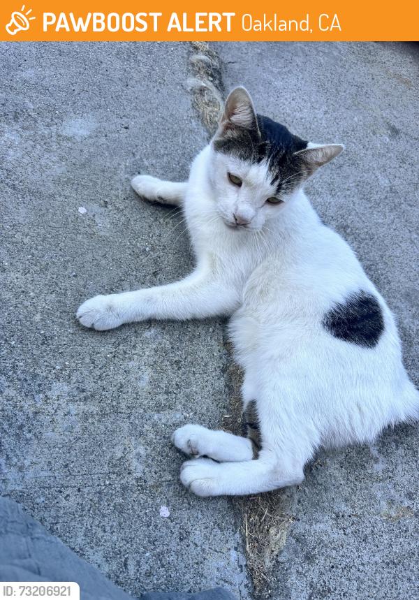 Found/Stray Male Cat last seen 5th ave dog park, east lake merrit Ivy hill, Oakland, CA 94606