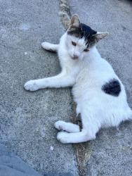 Found/Stray Male Cat last seen 5th ave dog park, east lake merrit Ivy hill, Oakland, CA 94606