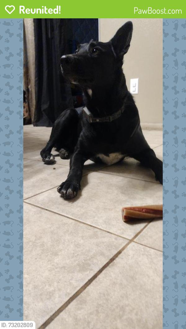 Reunited Male Dog last seen Ash St. And C Ave (Hesperia), Hesperia, CA 92345