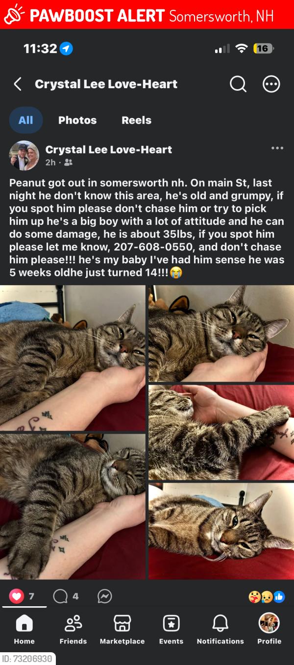 Lost Male Cat last seen Main st somersworth nh, Somersworth, NH 03878