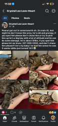 Lost Male Cat last seen Main st somersworth nh, Somersworth, NH 03878
