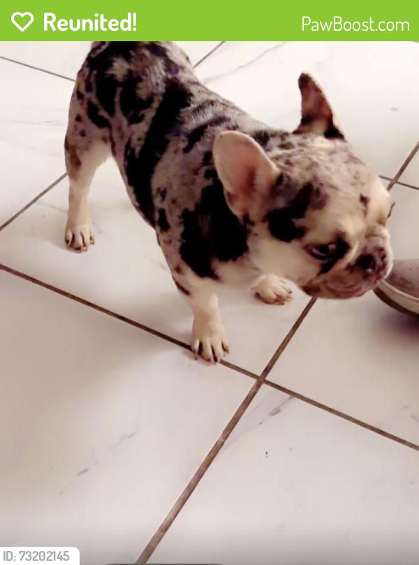 Reunited Male Dog last seen Henderson, Henderson, NV 89015
