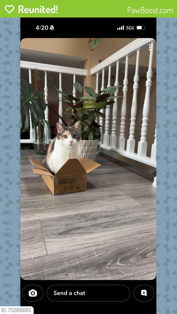 Reunited Female Cat last seen Walnut Hills Community, Centennial, CO 80112