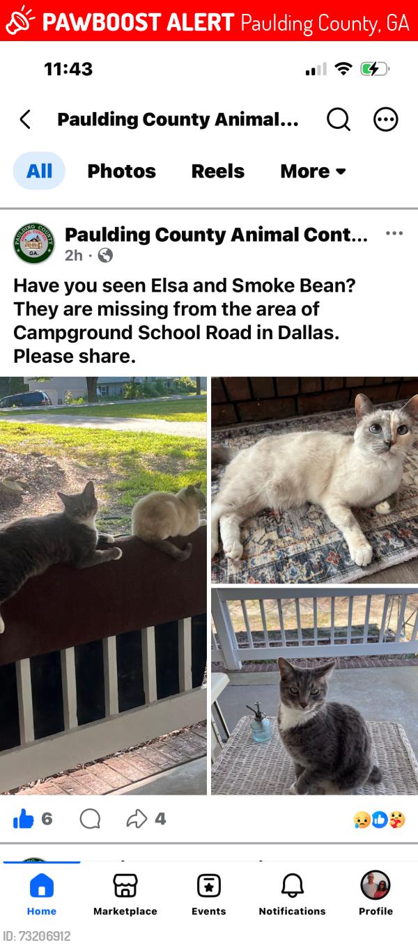 Lost Unknown Cat last seen Campground school road Dallas Ga, Paulding County, GA 30157
