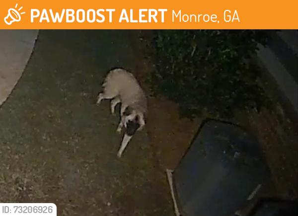 Found/Stray Unknown Dog last seen Near Monroe Country Club, Monroe, GA 30655
