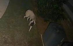 Found/Stray Unknown Dog last seen Near Monroe Country Club, Monroe, GA 30655