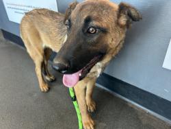 Found/Stray Female Dog last seen Now at east side shelter, Albuquerque, NM 87108