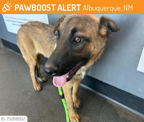 Found/Stray Female Dog last seen Now at east side shelter, Albuquerque, NM 87108