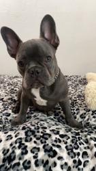 Reunited Male Dog last seen EPA fordman st, Stevens ave, East Palo Alto, CA 94303