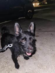Reunited Male Dog last seen Bermuda Bay neighborhood, Kissimmee, FL 34741