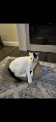 Reunited Male Cat last seen Waldemire Drive, Philadelphia, PA 19154