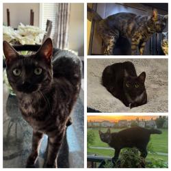 Lost Female Cat last seen Coalbanks Park, Lethbridge, AB 