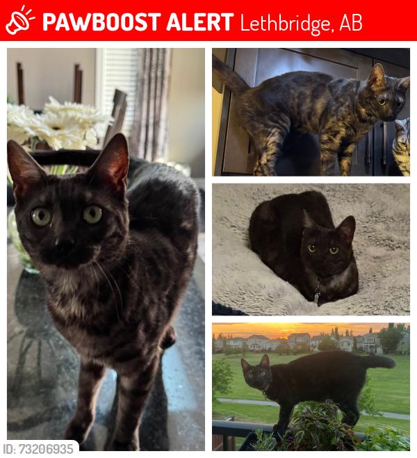 Lost Female Cat last seen Coalbanks Park, Lethbridge, AB 