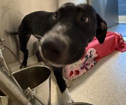 Shelter Stray Female Dog last seen Near E Rundell, PONTIAC, MI, 48341, 1200 N Telegraph Building 42E, Pontiac, MI 48340, USA