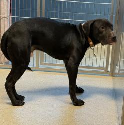 Shelter Stray Male Dog last seen Near E Rundell, PONTIAC, MI, 48341, 1200 N Telegraph Building 42E, Pontiac, MI 48340, USA