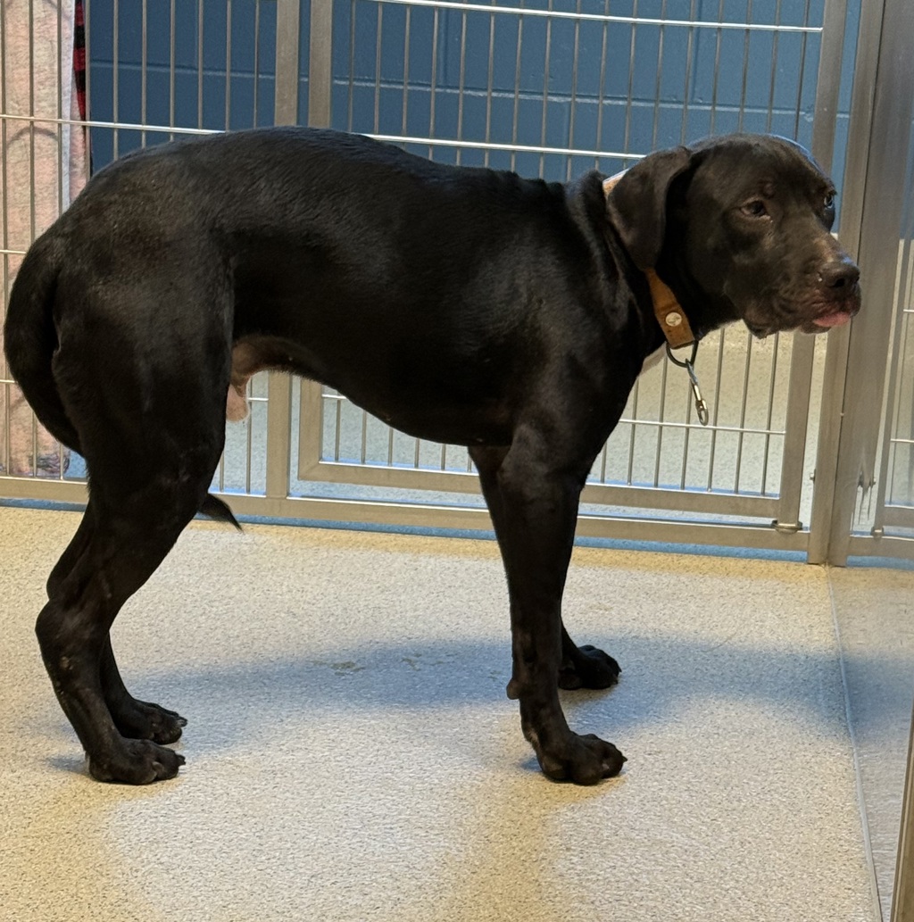 Shelter Stray Male Dog last seen Near E Rundell, PONTIAC, MI, 48341, 1200 N Telegraph Building 42E, Pontiac, MI 48340, USA