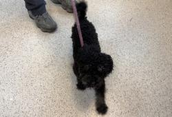 Shelter Stray Male Dog last seen E 160th, BRONX, NY, 10455, 326 E 110th St, New York, NY 10029, USA