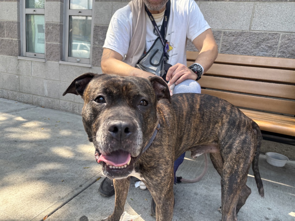 Shelter Stray Male Dog last seen Near E 118th Street, NEW YORK, NY, 10035, 326 E 110th St, New York, NY 10029, USA