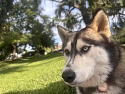 Lost Female Dog last seen Noble st and Vineland st, Cherry Valley, CA 92223