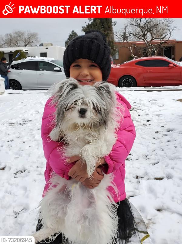Lost Male Dog last seen San pedro/Zuni/Kathryn, Albuquerque, NM 87108