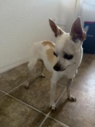 Found/Stray Unknown Dog last seen 124th and Turney, Avondale, AZ 85392