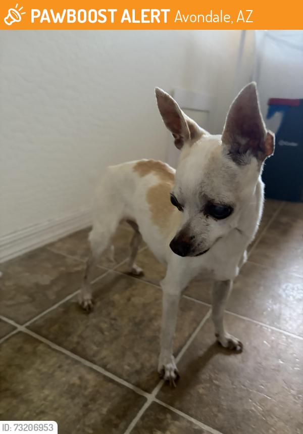 Found/Stray Unknown Dog last seen 124th and Turney, Avondale, AZ 85392
