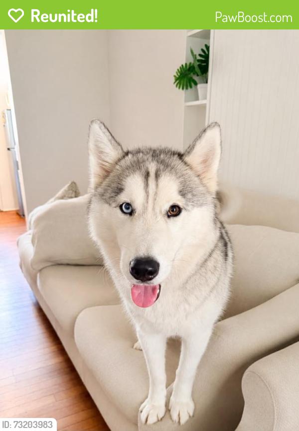 Reunited Male Dog last seen Near Scott St, Hollywood, FL 33020, EE. UU., Hollywood, FL 33020