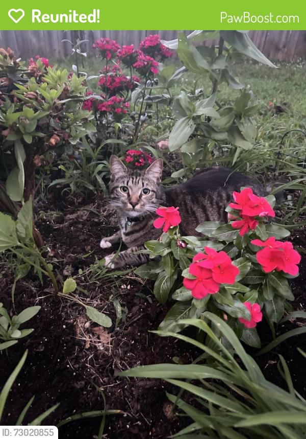 Reunited Male Cat last seen Hickory Valley Rd/East Brainerd Rd, Chattanooga, TN 37421