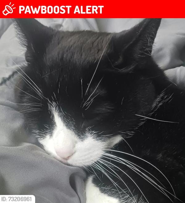 Lost Female Cat last seen Near Drexel Hill Pl, Montgomery Village, MD 20886