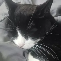 Lost Female Cat last seen Near Drexel Hill Pl, Montgomery Village, MD 20886