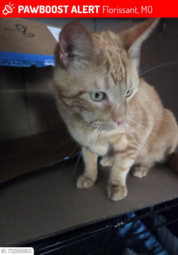Lost Male Cat last seen Near gardina dr, Florissant, MO 63031