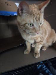 Lost Male Cat last seen Near gardina dr, Florissant, MO 63031