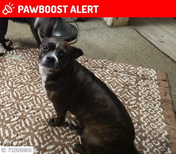 Lost Female Dog last seen Near east, Montgomery County, TX 77357