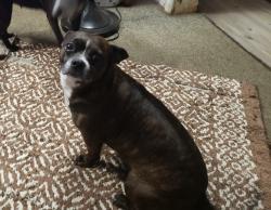 Lost Female Dog last seen Near east, Montgomery County, TX 77357