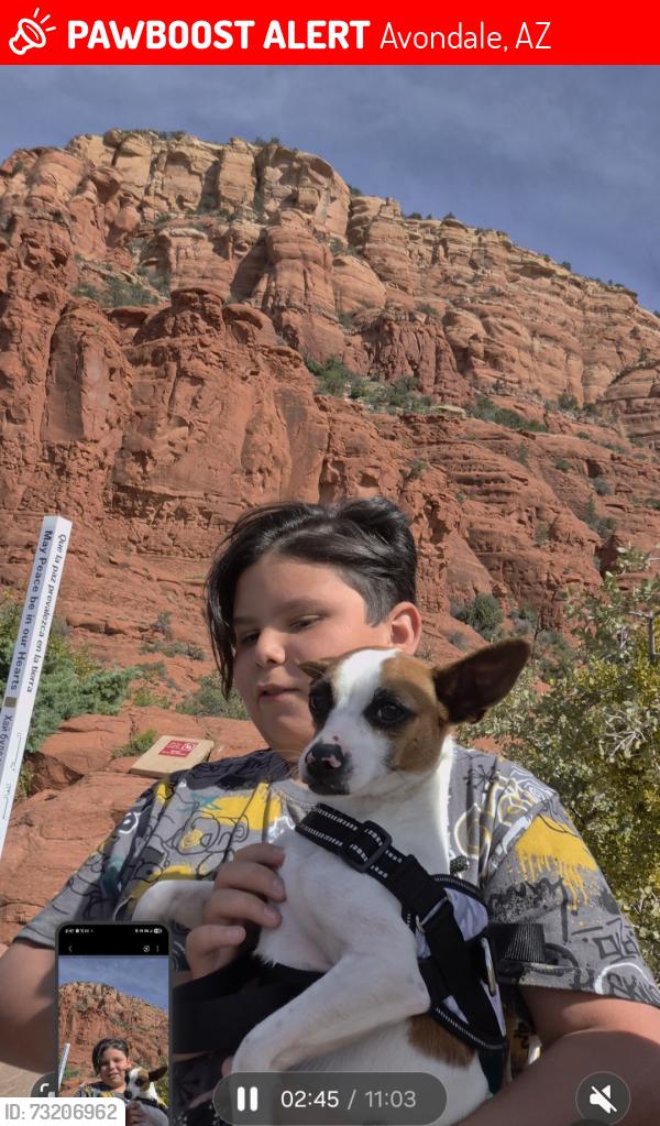 Lost Male Dog last seen Near w taylor st, Avondale, AZ 85323