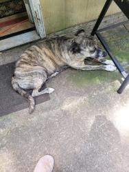 Found/Stray Female Dog last seen Anderson, SC, Anderson, SC 29622